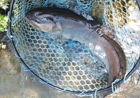 イトウが釣れた！ ～フィッシングパーク高島の泉～